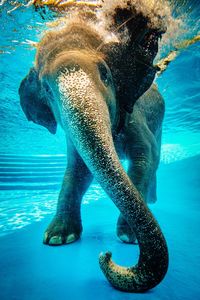 Close-up of turtle swimming in water