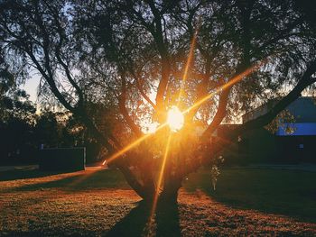 Silhouette tree against sky during sunset