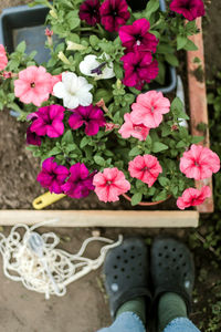 Low section of woman standing amidst plants