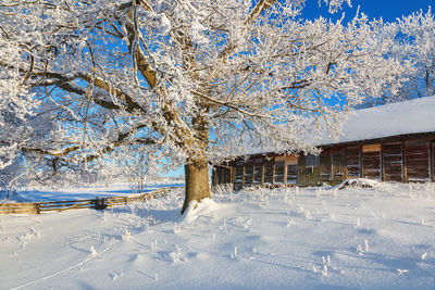 Tree on snow covered field