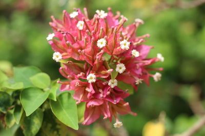 Close-up of pink flowering plant