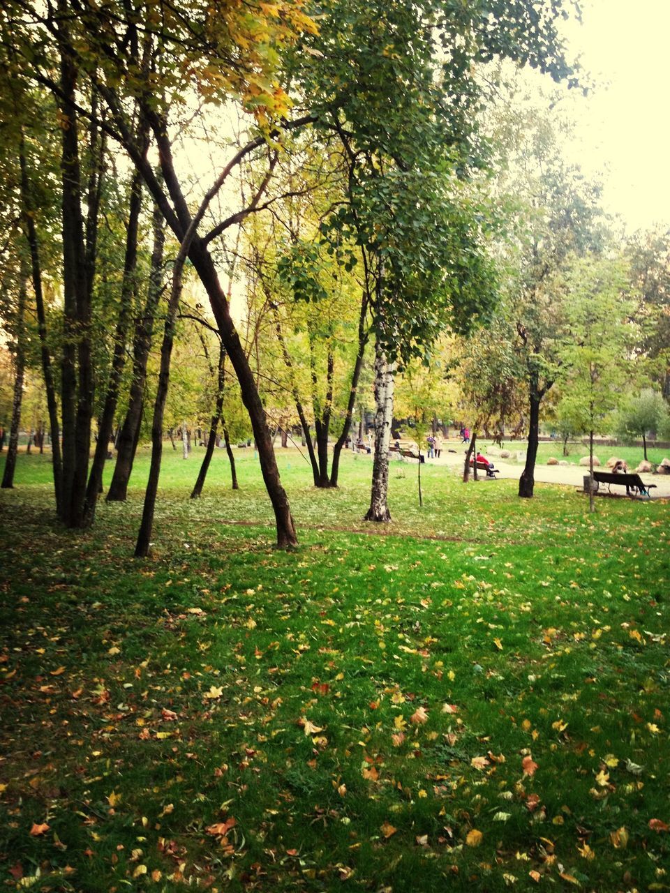 tree, growth, park - man made space, nature, tree trunk, tranquility, beauty in nature, grass, tranquil scene, autumn, park, scenics, leaf, branch, change, incidental people, day, outdoors, green color, season