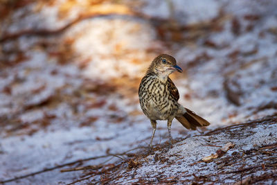 Close-up of bird perching on rock