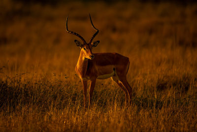 Deer standing on field