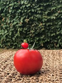 Close-up of tomatoes on plant