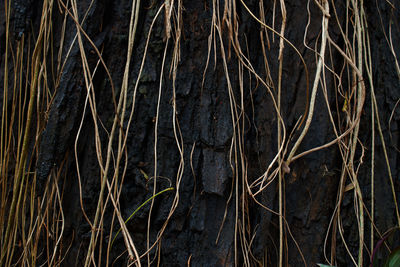 Full frame shot of tree roots