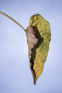 Close-up of dried leaf against clear sky