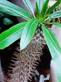 Close-up of potted plant