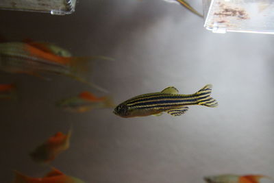 Close-up of fish swimming