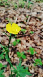 Close-up of yellow flower