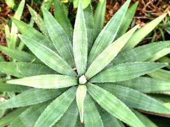 High angle view of plant growing on field