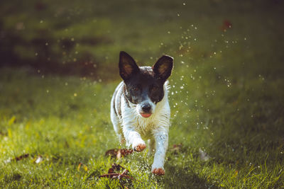 Dogs playing in a local dog park