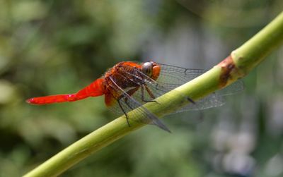 Close-up of damselfly on leaf