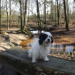 Dog on tree trunk in forest