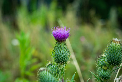 Close-up of purple thistle flower