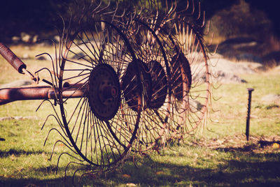Close-up of horse on field