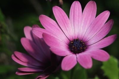 Close-up of pink flower