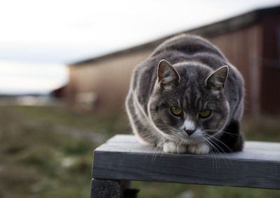 Close-up portrait of cat on wood