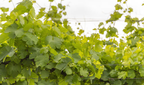 Close-up of fresh green plants in field