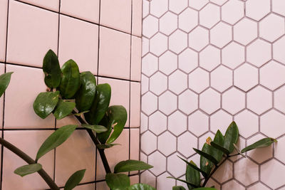 Close-up of plant growing on floor against wall at home