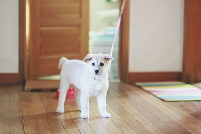 Close-up of white dog