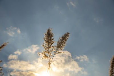 Low angle view of stalks against cloudy sky