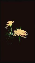 Close-up of white flowers blooming against black background