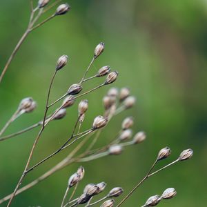 Close-up of buds on plant