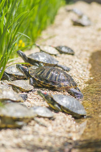 Red eared slider turtles trachemys scripta elegans resting on stones near water