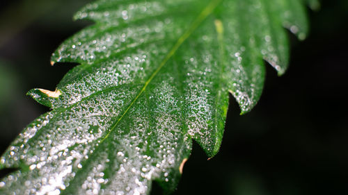 Close-up of raindrops on leaves