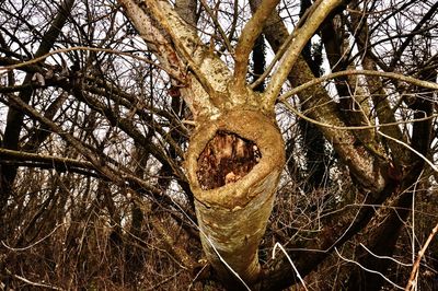 Close-up of bare tree in forest