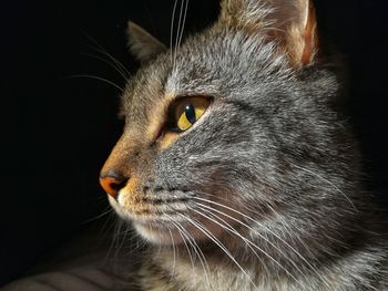 Close-up of cat looking away