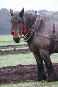 Horse standing in ranch