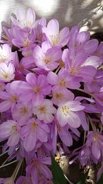 Close-up of fresh purple flowers