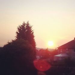 Sun shining through trees