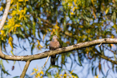 Low angle view of bird perching on branch