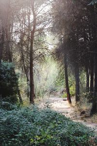 Trees in forest