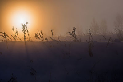 Silhouette of dry grass on snow covered field during foggy sunrise