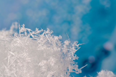 Close-up of frozen plant