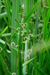 Close-up of insect on plant