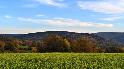 Scenic view of field against sky