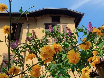 Low angle view of flowering plants against building