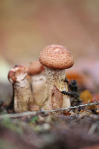 Close-up of mushroom growing on field