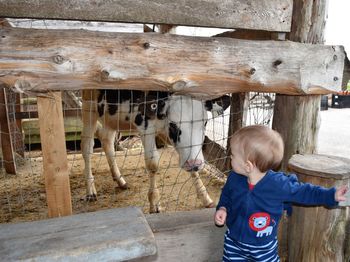 Cute boy looking at camera