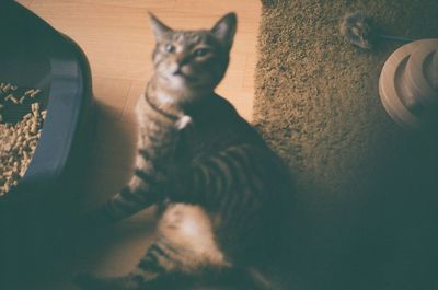 High angle view of cat sitting at home