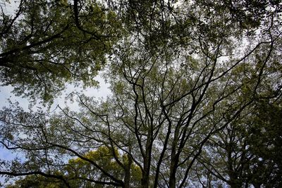 Low angle view of trees against sky