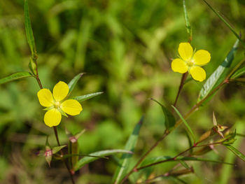 Close-up of yellow flowering plant