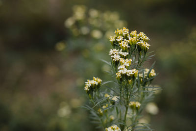 Close-up of white flowering plant