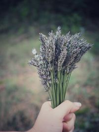 Close-up of hand holding flowering plant