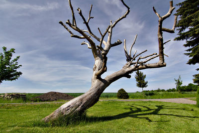 Bare tree on grassy field